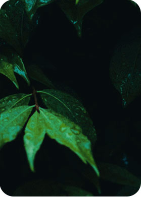 a1